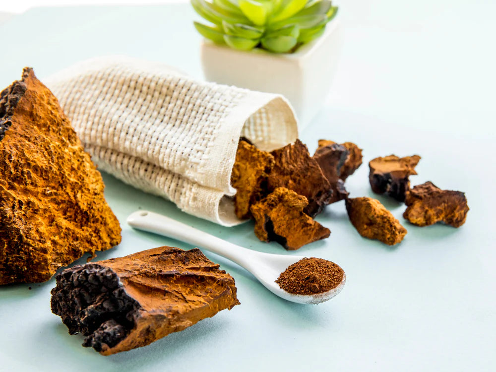 Chaga mushroom