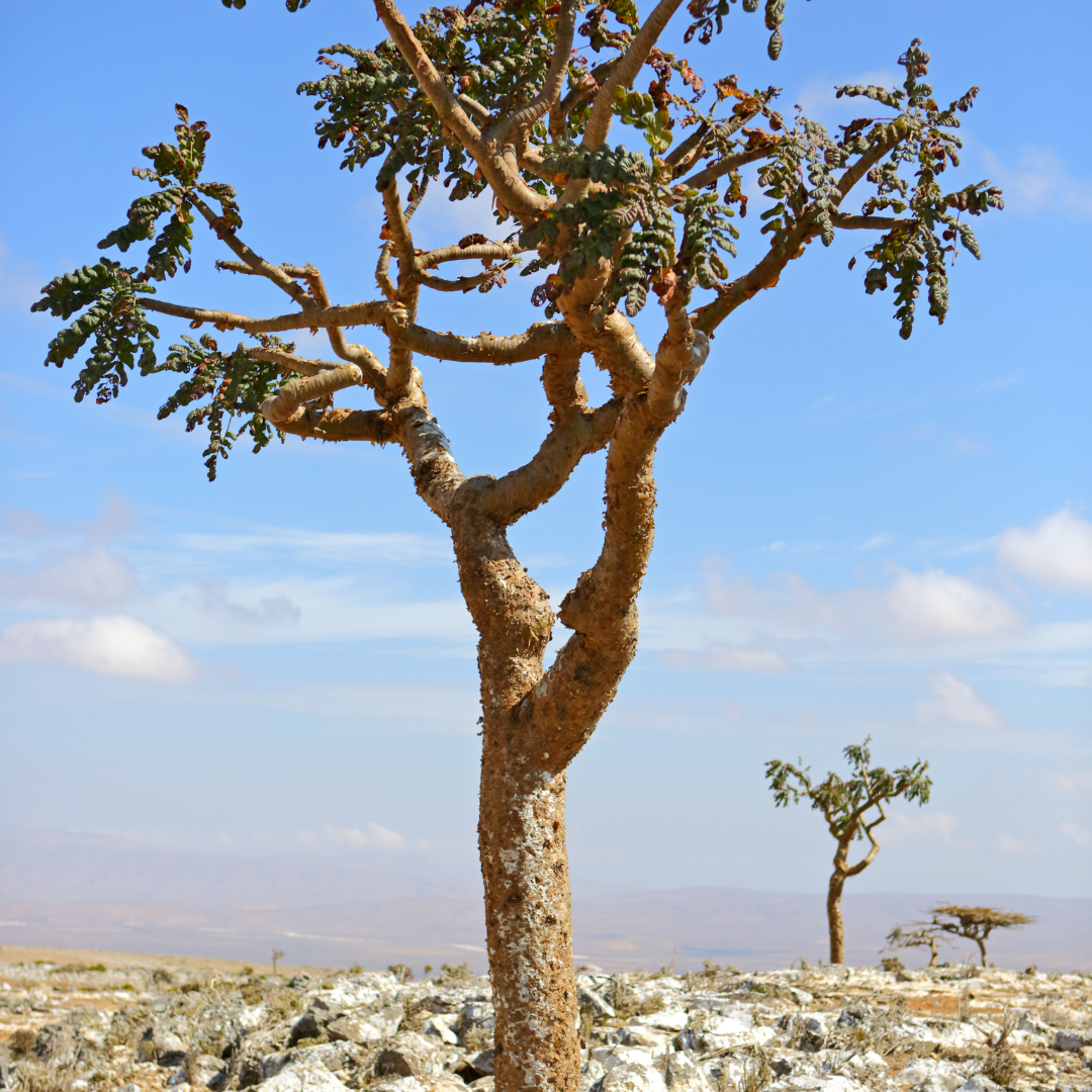 Indian Frankincense (Boswellia Serrata)