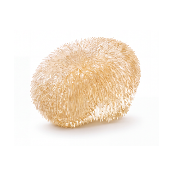 Lion’s Mane