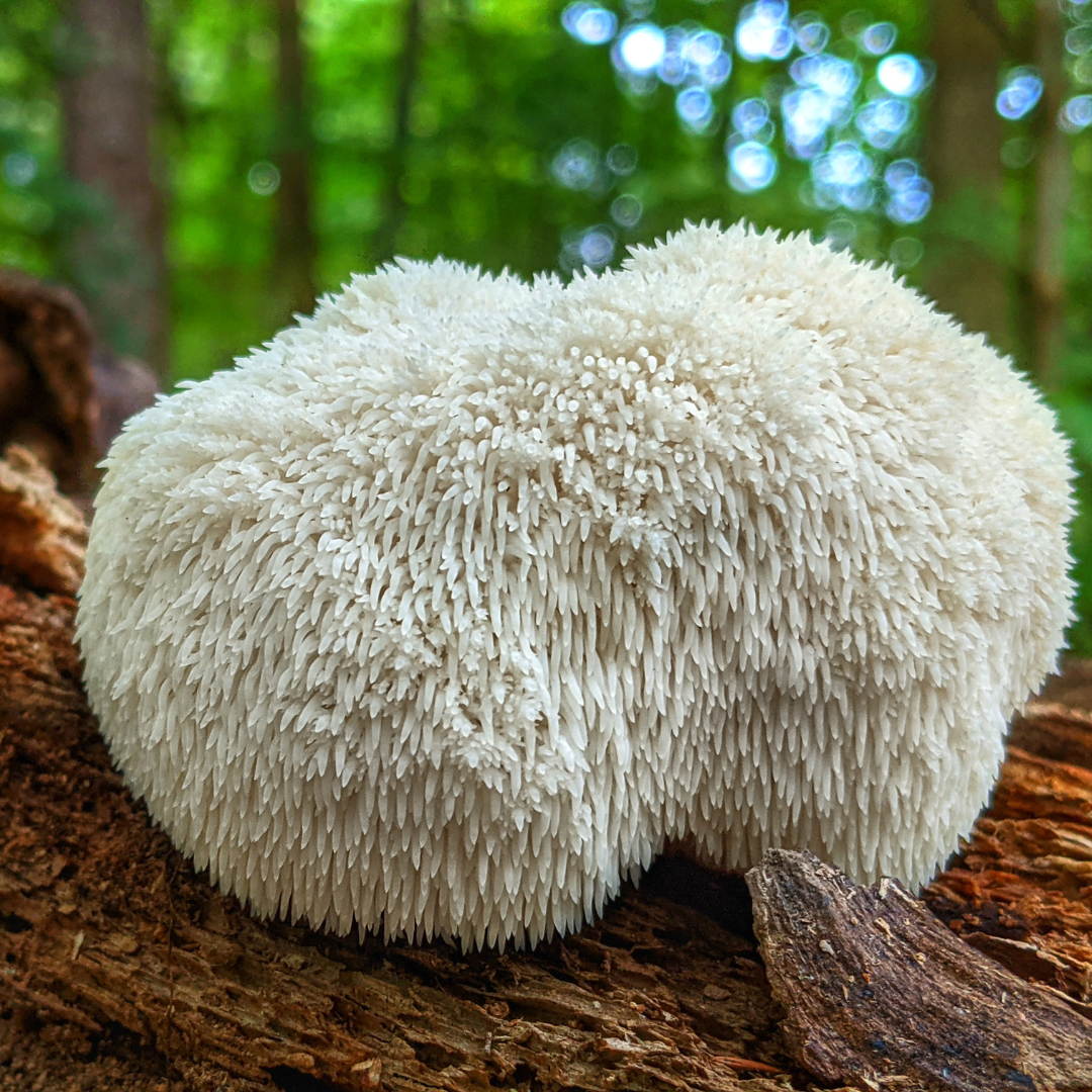 Lion’s mane