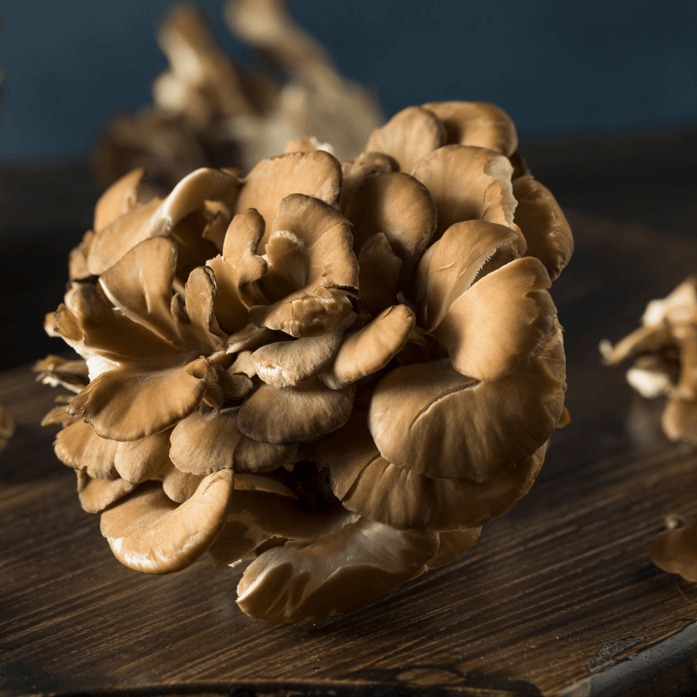 Maitake mushroom