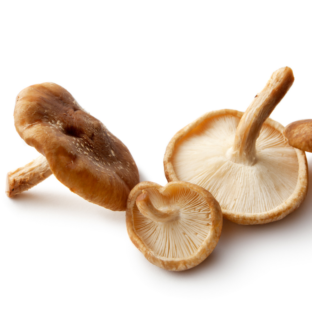 Shiitake mushroom