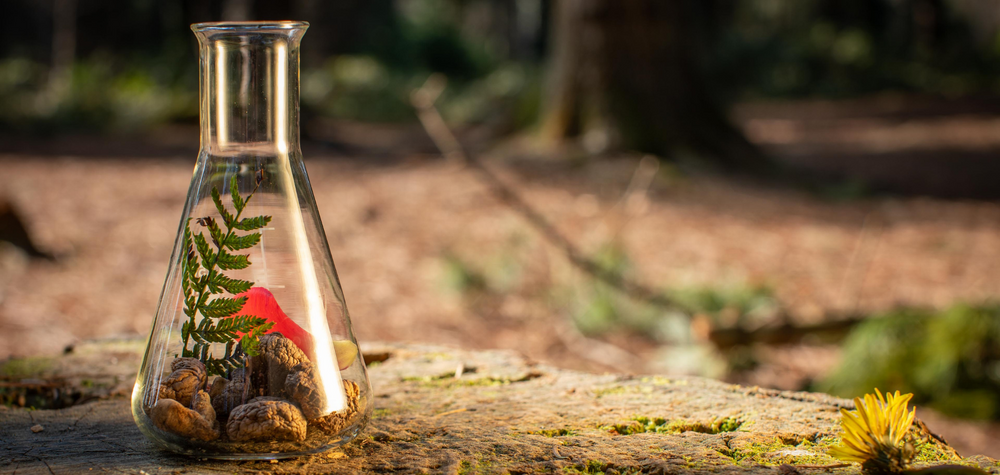 Beautiful image of a conical flask sitting on a tree stump in a forest in the Dublin mountains. There are mushrooms, herbs and a bright red petal inside the conical flask. This is a very earthy, natural picture.