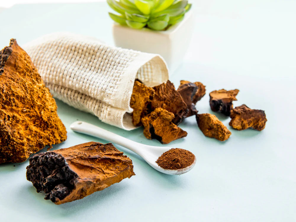 Chaga Mushroom