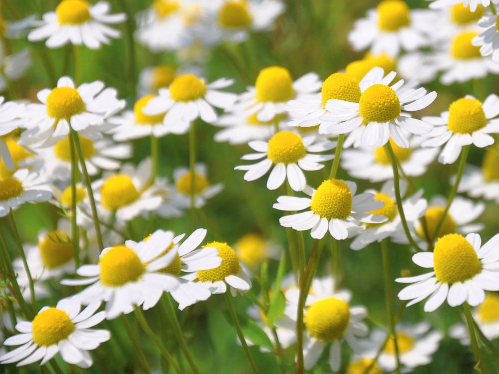 Chamomile