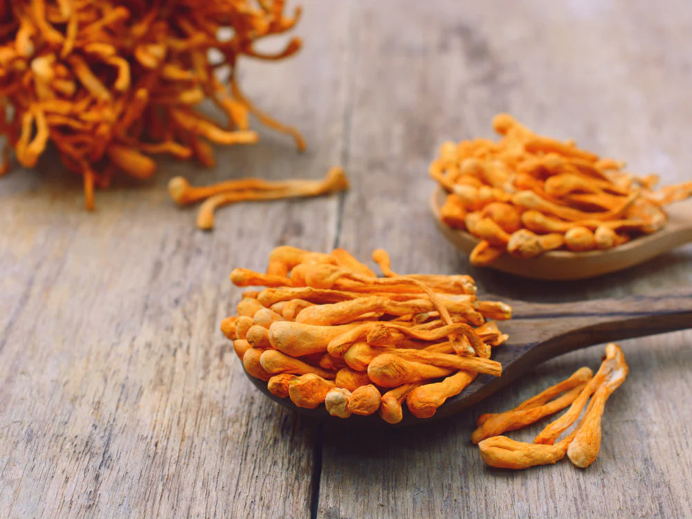 Cordyceps mushroom
