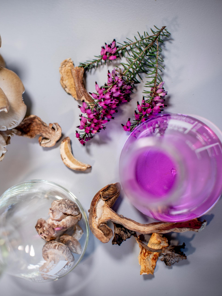 A beautiful image of purple heather, green leaves, dried and fresh mushrooms and a conical flask with purple liquid .
