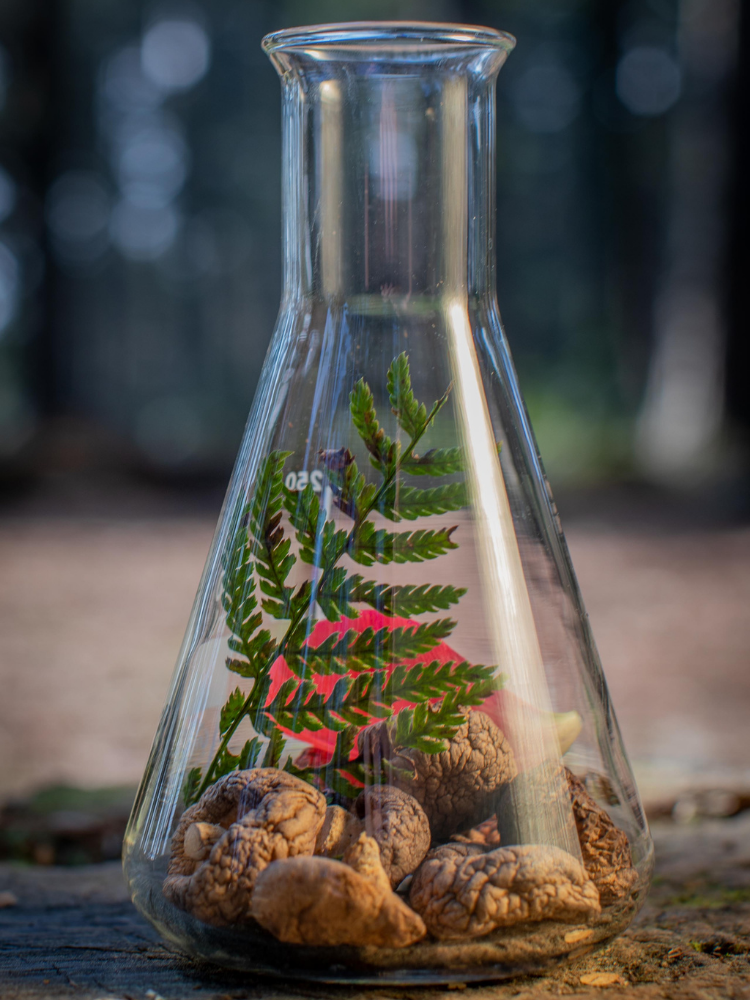 Beautiful image of a conical flask sitting on a tree stump in a forest in the Dublin mountains. There are mushrooms, herbs and a bright red petal inside the conical flask. This is a very earthy, natural picture.