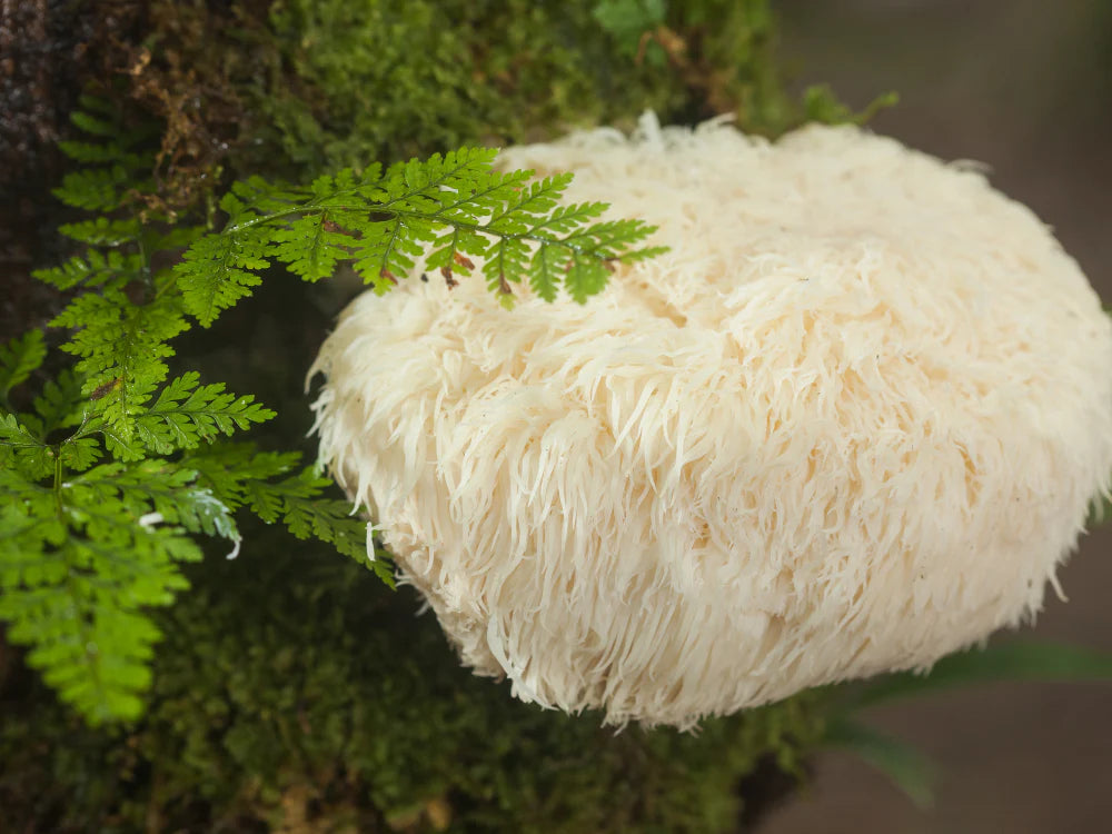 Extract of the fruiting body of Lion's mane