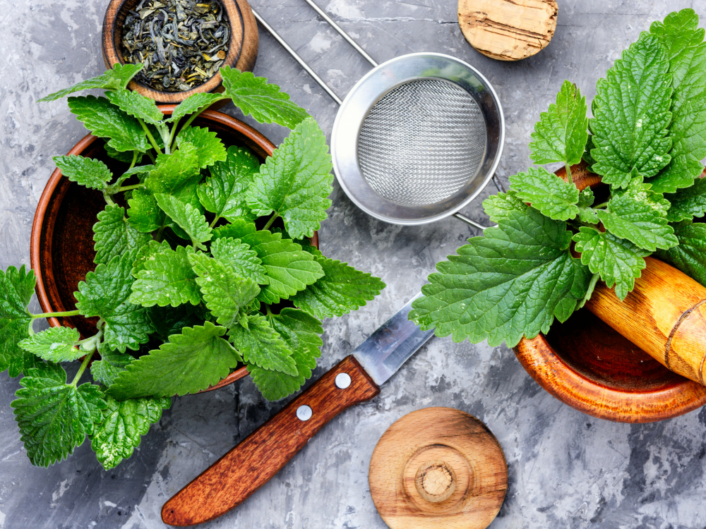 Lemon Balm Extract