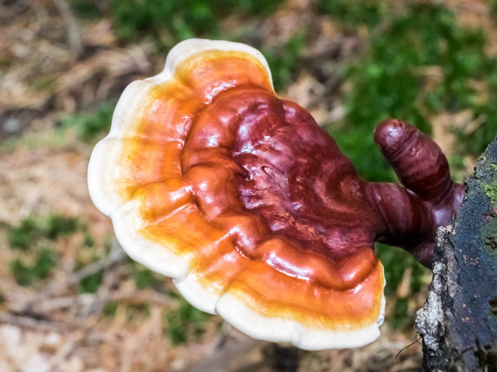 Extract of the fruiting body of Reishi mushroom