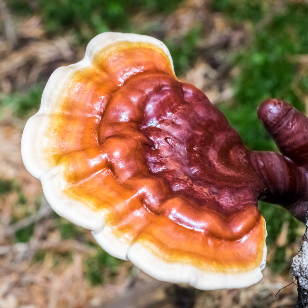 Reishi Mushroom Extract